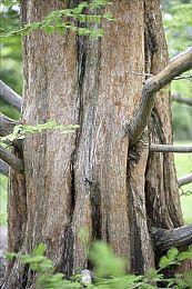 Level 5公布犯罪悬疑RPG《DecaPolice》